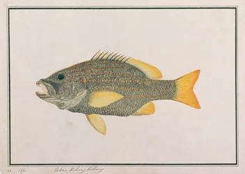 Spaanse Vlag Snapper, uit Tekeningen van Vissen van Malakka, c.1805-18